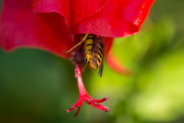 A bee and a red blossom of hibiscus 