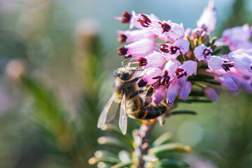A bee on a purple flower (Erica multiflora)