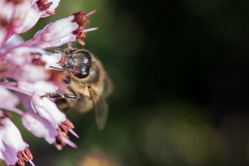 A bee on a purple flower (Erica multiflora)