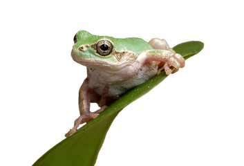 green tree frog on white background