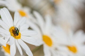A fly on a white daisy with blurred daisies in a background