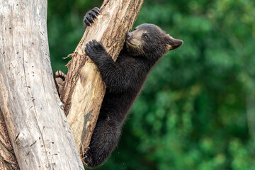 Young American Black Bear climbing the tree