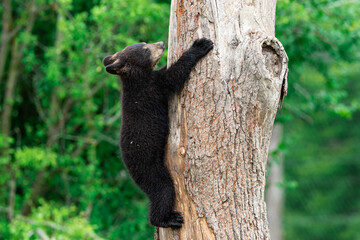 Young American Black Bear climbing the tree