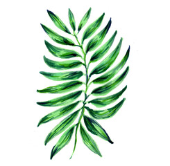 Single tropical leaf. Botanical watercolor illustrations of the jungle, floral elements. Exotic palm leaf isolated on white background. Beautiful illustration for textiles.