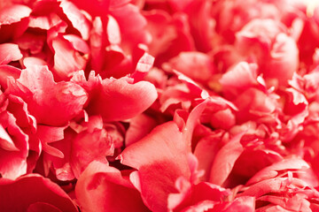 Naklejka premium Summer blossoming delicate petals of peony, red blooming peonies flowers festive background, bright and soft floral card. Selective focus.