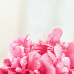 Pink peony flower background. Natural flowery backdrop with petals of peony close up. Macro photography. Selective focus and copy space.