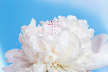 Beautiful white peony flower close up on blue background with copy space. Summer blossoming delicate petals of peony, festive background, bright and soft floral card. Selective focus.