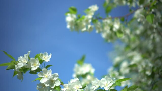 Morning sun shines through blossoms of Apple trees that are waving in wind.
