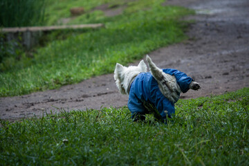 A small white dog in blue overalls on the lawn lifted his hind leg.