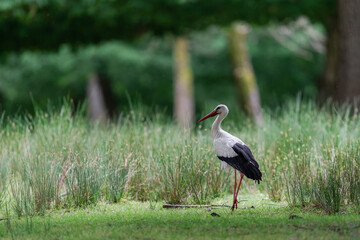 White stork in the forest