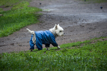 A small white dog with a blue suit walks on the wet green grass.