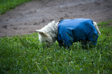 White dog in blue overalls on the lawn sniffing grass.