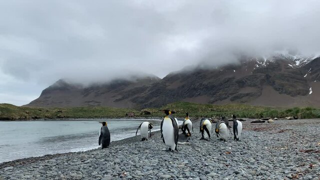 King penguins on a beach at Jason Harbour on South Georgia