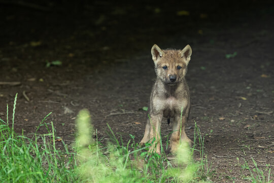 Young Grey wolf in the forest