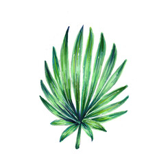 Single tropical leaf. Botanical watercolor illustrations of the jungle, floral elements. Exotic palm leaf isolated on white background. Beautiful illustration for textiles.