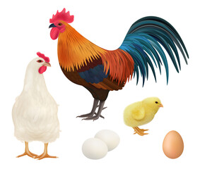 Chicken realistic. Adult chick domestic farm animals rooster hens vector illustrations of birds. Chick and rooster, farm bird, poultry hen