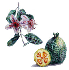 Set of exotic flowers and fruits. Botanical watercolor illustrations of Acca sellowiana from floral elements. Collection of flowers, leaves and fruit isolated on a white background.