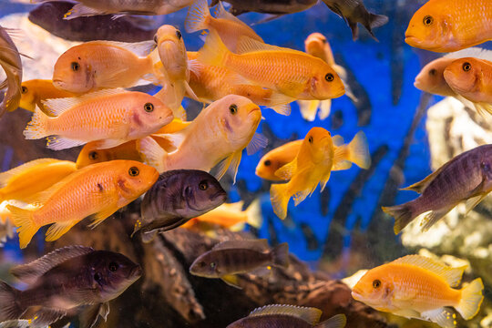 Aquarium with cichlids fish from lake malawi