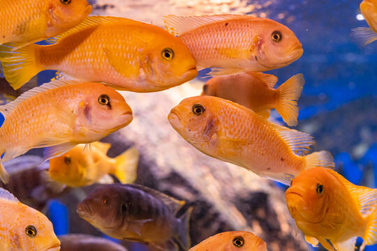 Aquarium with cichlids fish from lake malawi