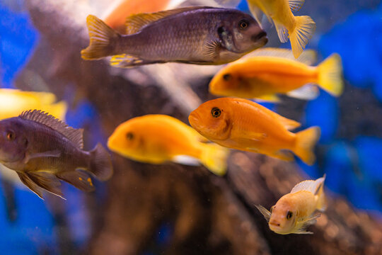 Aquarium with cichlids fish from lake malawi