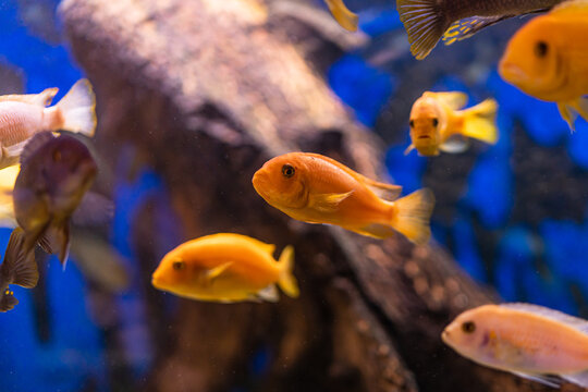 Aquarium with cichlids fish from lake malawi