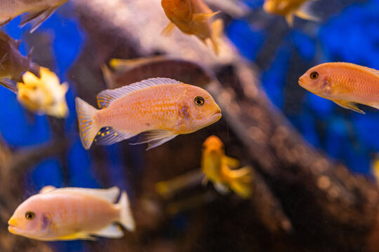 Aquarium with cichlids fish from lake malawi