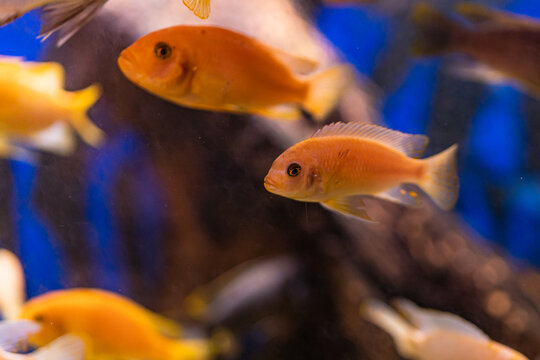 Aquarium with cichlids fish from lake malawi