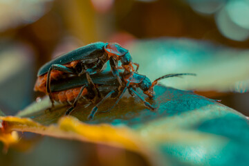 Two Cantharidae beetles mate on a leaf of a tree..