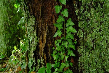 Corteccia di un albero e edera