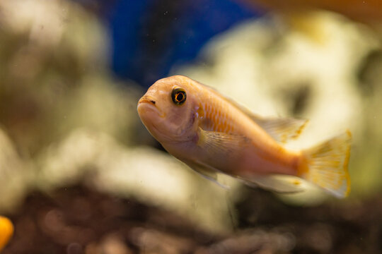 Aquarium with cichlids fish from lake malawi