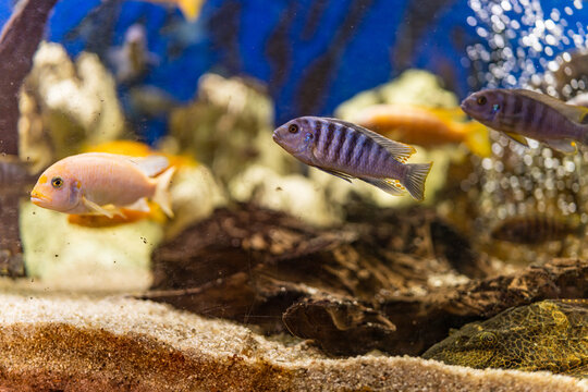 Aquarium with cichlids fish from lake malawi