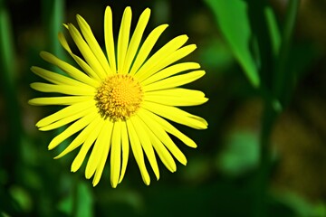 Obraz premium Blossom Austrian leopard's bane-Doronicum austriacum
