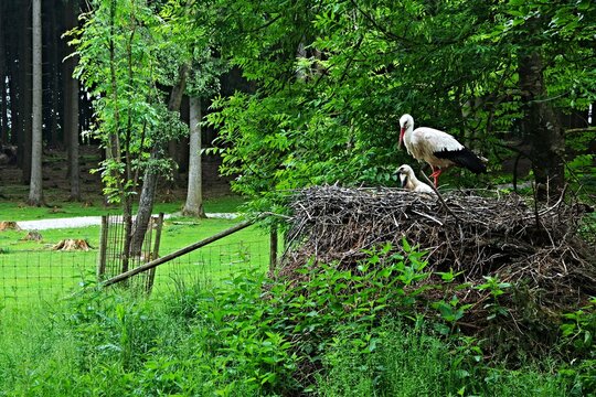 View of the stork with cubs in the nest