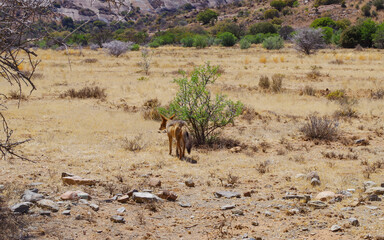 Schakal im Naturreservat im National Park Südafrika	