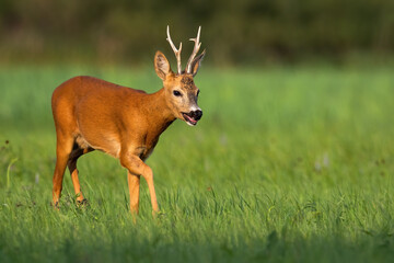 Tired roe deer, capreolus capreolus, buck breathing heavily with open mouth on a hot summer day in nature. Animal wildlife on hay field with green grass illuminated by evening sun.