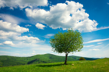 Naklejka na ściany i meble Beautiful Tree in Highlands with Clouds
