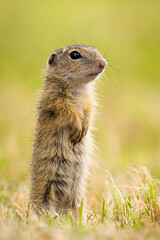 Alert young european ground squirrel, spermophilus citellus, standing on rear legs and observing on meadow. Attentive souslik erected in upright position in summer nature.
