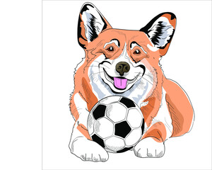 Adorable Corgi puppy with a soccer ball. Humor poster, t-shirt composition, hand drawn style print. Vector illustration.