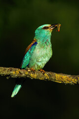 European roller, coracias garrulus, with a insect in Kiskunsag National Park, Hungary. Wild bird with prey sitting on branch in summer at sunset. Animal wildlife in nature.