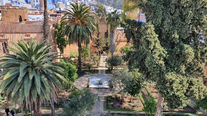 palm trees in the city