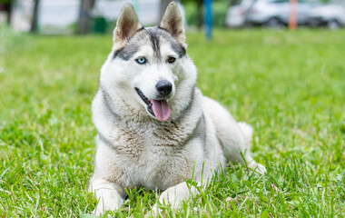 A young husky dog with multi-colored eyes (blue and brown) lies on the green grass. © mityru