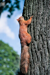 Red squirrel on tree. Squirrel on tree. Beautiful red squirrel in the park. Rodent.
