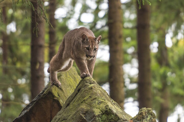 Cougar (Puma concolor), also commonly known as the mountain lion, puma, panther, or catamount. is...