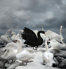Stand out of the crowd concept portrayed by a black swan among white ducks in a stormy sky scenery
