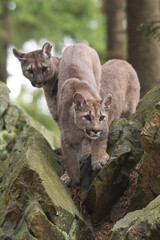Cougar (Puma concolor), also commonly known as the mountain lion, puma, panther, or catamount. is the greatest of any large wild terrestrial mammal in the western hemisphere.