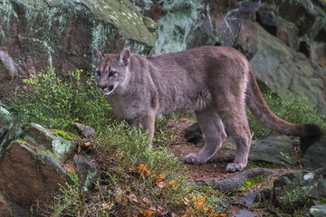 Cougar (Puma concolor), also commonly known as the mountain lion, puma, panther, or catamount. is the greatest of any large wild terrestrial mammal in the western hemisphere.