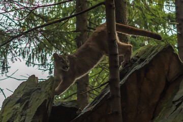Cougar (Puma concolor), also commonly known as the mountain lion, puma, panther, or catamount. is...