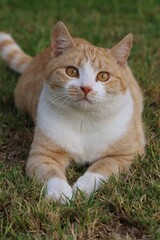 Ginger Cat, also called Tabby Cat, on the lawn.
