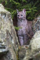 Cougar (Puma concolor), also commonly known as the mountain lion, puma, panther, or catamount. is the greatest of any large wild terrestrial mammal in the western hemisphere.