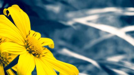A Yellow Flower 2